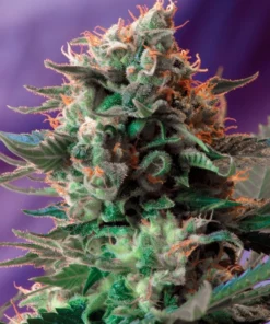 bairesgrow 3c1cb2e3 8930 4001 9871 23697efa099d308.webp