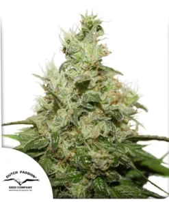 bairesgrow 3cd71e9a cd50 4214 9a5f 38292171a9f51026 6.webp