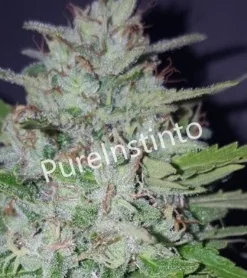 bairesgrow 40542a73 ac57 454b 8128 fffe22ef8ad712776.webp