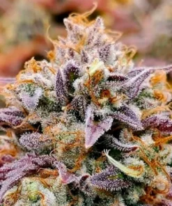 bairesgrow 4159f1ac 154a 4a9a 88a2 20b06955ab95886 2.webp