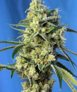 bairesgrow 41e86785 9596 45fa 86b6 f0c464333e79315.webp