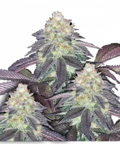 bairesgrow 43211bd8 af7b 4c17 abf1 52619930b6e7219.webp