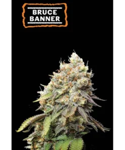 bairesgrow 44a4c771 d5c7 4518 b0cb aedaee52835012301.webp