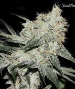 bairesgrow 454e0518 d6c3 4ed6 b287 e97e615210f11449 1.webp