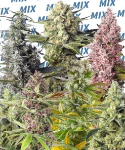 bairesgrow 47d55438 f7ca 4f70 901a 2daa716f9f30321.webp