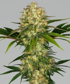 AFGHANI #1 FOTO - 3