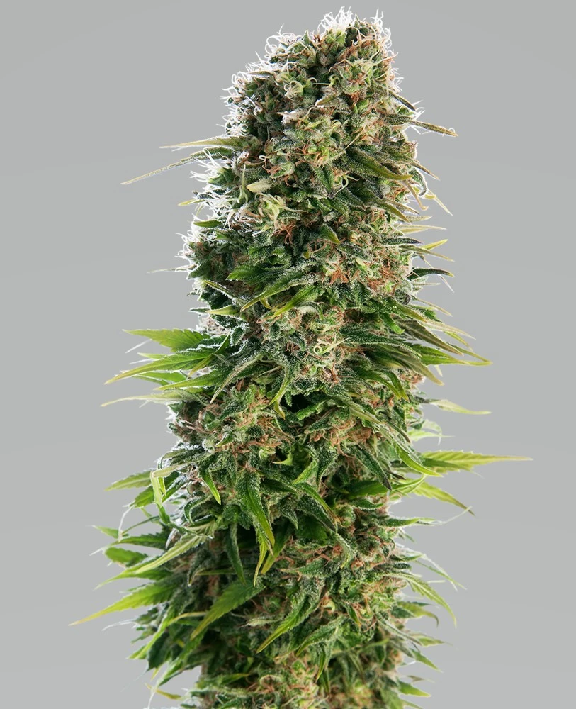 bairesgrow 4c6fab08 2129 4209 b1b7 d7d3879a38771328 1.webp