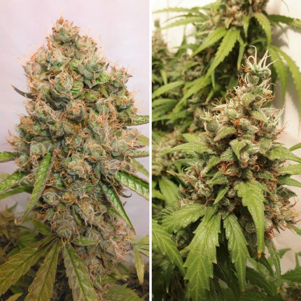 bairesgrow 4ded7ac5 dd5d 4e95 87a2 0007375944e6967.webp