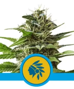 TATANKA PURE