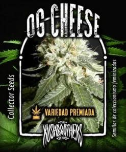bairesgrow 4f39bb10 d4ae 47b1 8547 b36d00fce0341423.webp