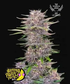 BANANA PURPLE PUNCH - 5