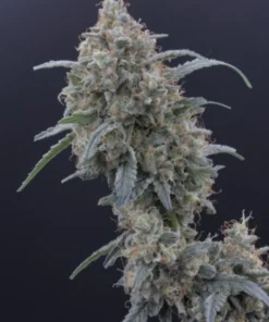 bairesgrow 50ed3bfb a304 462d 87df 39bae5b0e4bf12784.webp