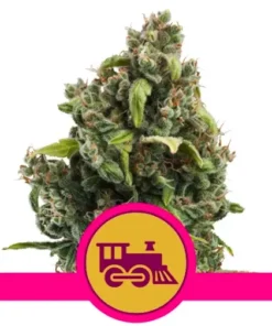 CANDY KUSH EXPRESS - FAST