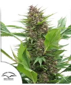 bairesgrow 522d64a6 4a3d 47bb bcac b98ec4699c991041.webp