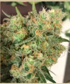 CORDOBESA HAZE (x1)