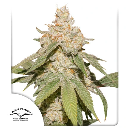 bairesgrow 52cd1f9e 8cb2 46b9 9e5b feb92fd0c998988.webp