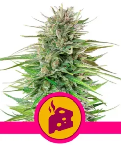 BLUE CHEESE