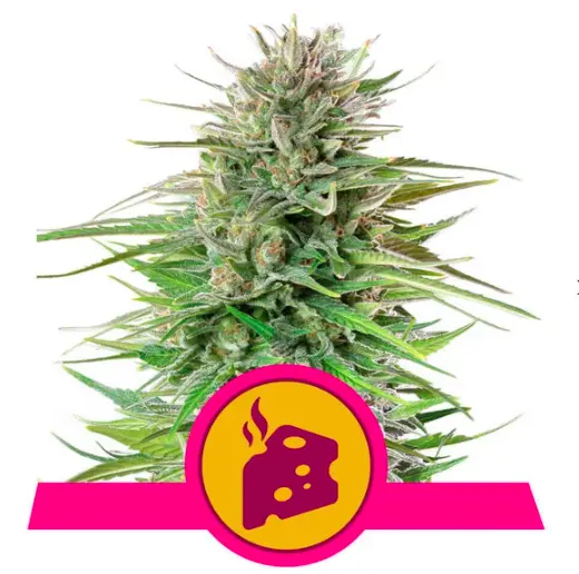 bairesgrow 537af359 c1c1 4e14 adb7 ec52cfc81ebf724.webp