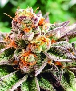bairesgrow 53d14edf 1af5 4f78 883e 02d72d3607ae1432.webp