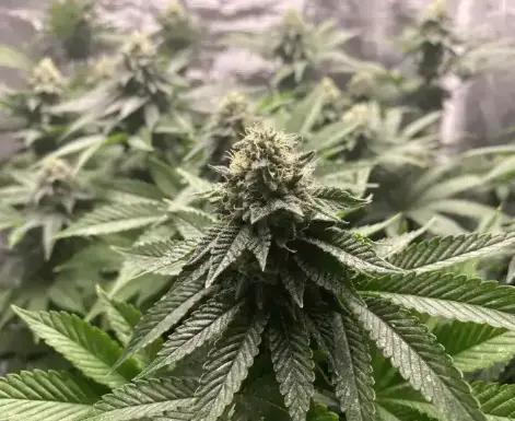bairesgrow 540b4859 65da 4cda 9c93 14f755f9a7d91195 1.webp