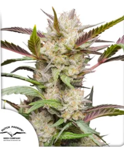 MIMOSA PUNCH - 3