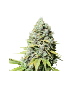 bairesgrow 54d05ad3 9501 46ec 9ef5 968b6989f19512687.webp