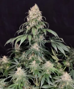 bairesgrow 54d736de 3fea 42e7 aa1e 188a283f706b12583.webp
