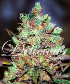 bairesgrow 55ce92e1 d472 4f07 bae8 06147d1f775b1100.webp