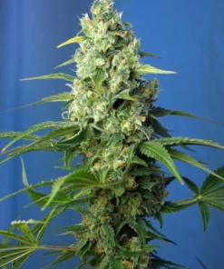 bairesgrow 56dc4b47 e5a9 4d5c 8dbf 55df74aefef3322.webp