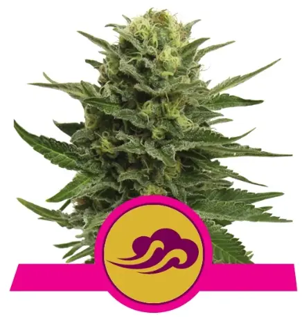 bairesgrow 5a26c2a4 3269 44bf b23a 8e24401d3a4a665.webp