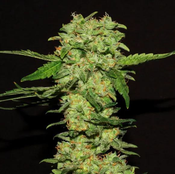 bairesgrow 5a739c64 20ed 4c43 b34c 242baa32b0cd925.webp