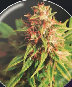 bairesgrow 5cdd0731 5326 4c11 8ec8 7361d7c68a361149.webp