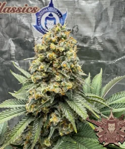 AK (BUDDHA) X3