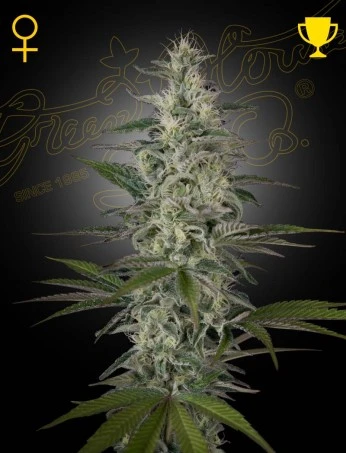 bairesgrow 5d40f367 db83 4e52 97b4 1144991c6aa4474.webp