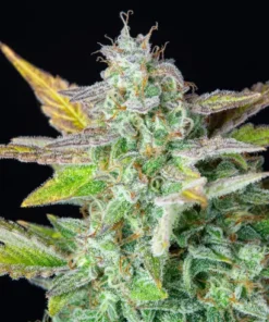 bairesgrow 5dd45e39 926c 4913 8143 322ef0c9700b501.webp