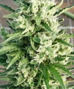 bairesgrow 5e4db599 f16b 4cf9 b72c cae8f749f2ec12776.webp