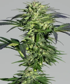 bairesgrow 5ff30bff 2199 46e7 92a6 c3b14cc83e0e1347.webp
