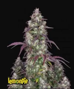 bairesgrow 6082cb97 907e 4740 be03 2970726241481470 1.webp