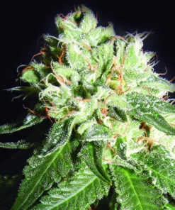 bairesgrow 60c3ce79 494a 4efe 9678 8b9f611cb4d41423.webp