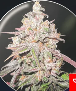 bairesgrow 6168ead9 6f7e 4a3b 83bf b5f248719bb21142.webp