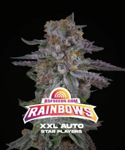 bairesgrow 61b9b12b 5f3a 4a5e 85b0 f927f1b19b5412484 2.webp