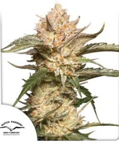 TRICHOME & CREAM