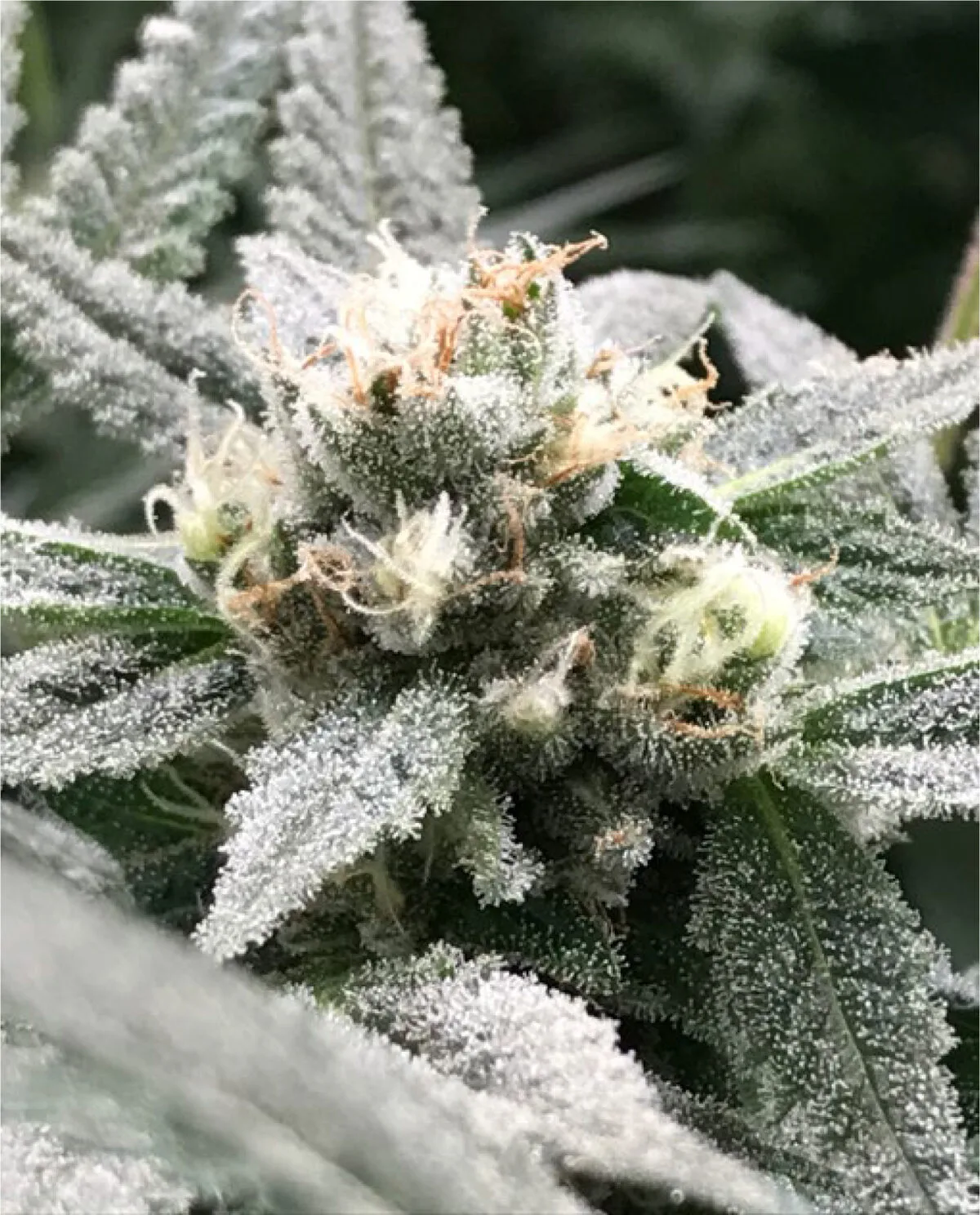 bairesgrow 640012fd 8e30 447e 8e02 11015b2a5067845 2.webp