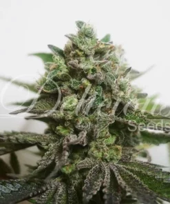 DELIMED CBD PLUS - 5