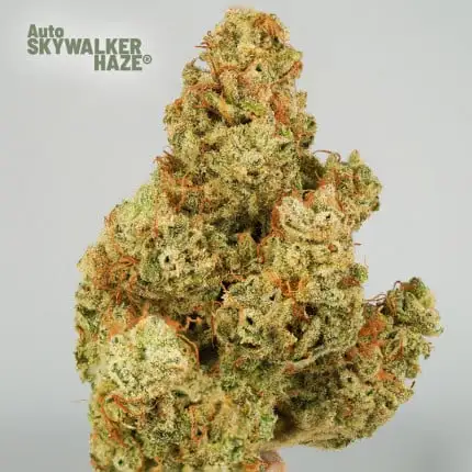 bairesgrow 64ce03a8 80a8 4e80 a5a6 a5048a047f41989.webp