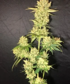 bairesgrow 64f42a4e 05ea 4061 9315 02cfee34aab412759.webp