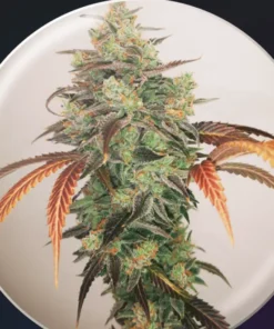 bairesgrow 650579d0 d5c2 4c2d 9e92 a8566caa4d2d1148.webp