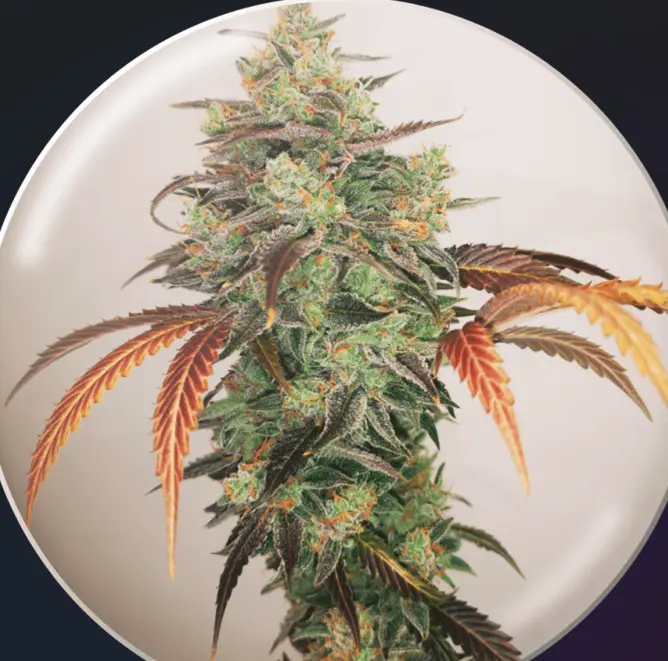 bairesgrow 650579d0 d5c2 4c2d 9e92 a8566caa4d2d1148.webp