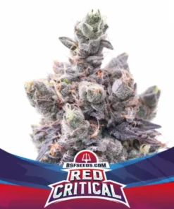 bairesgrow 6578f718 209b 4067 86f8 0f8f0a362bc0365 2.webp