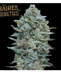 GELATO 33